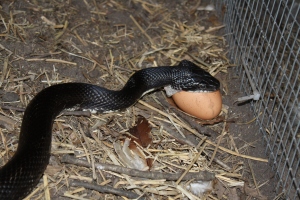 snake eats egg