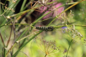 swallowtail caterpillar courtesy of Mary Braccilli