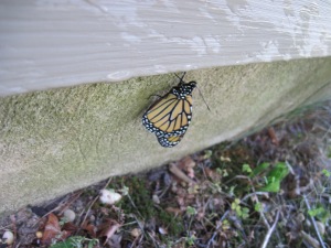 monarch that just emerged from chrysalis and was drying its wings